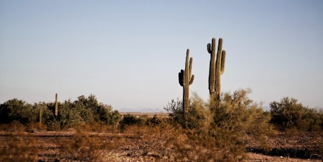 cactus in Texas